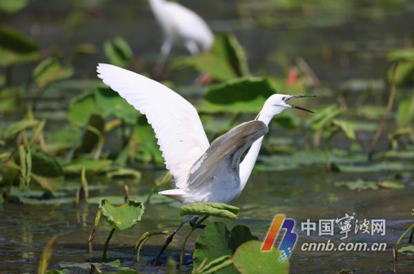 Ang mga egrets ay naninirahan sa Dongqian Lake