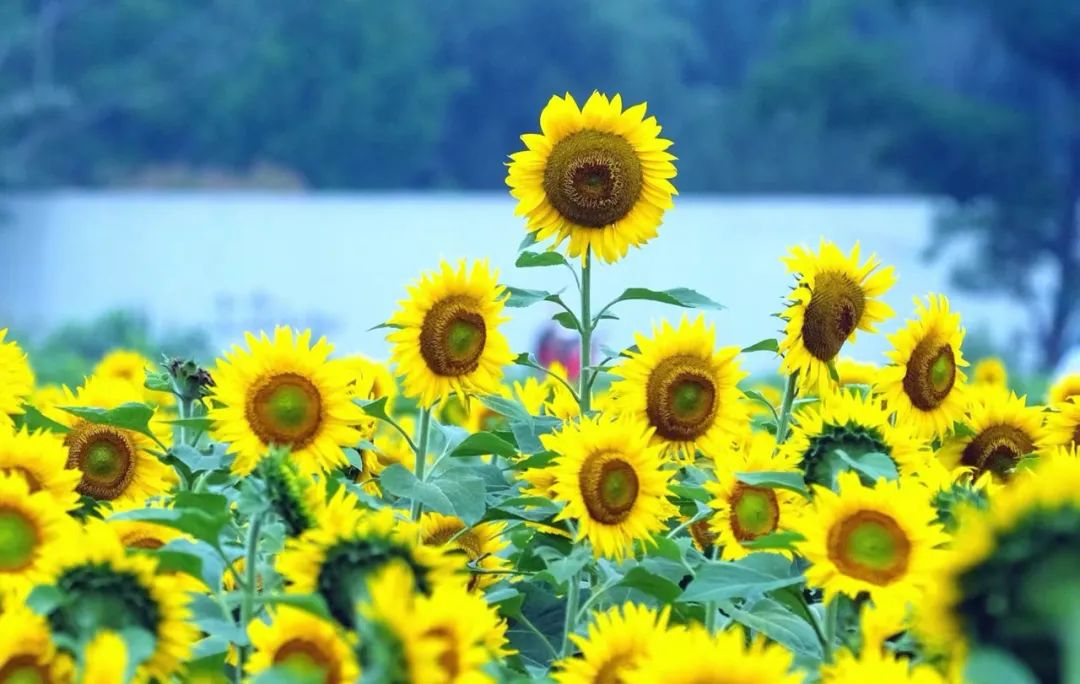 Magkakaroon ng mga pag-ulan o pagkidlat-pagkulog sa Ningbo sa panahon ng summer solstice ngayon